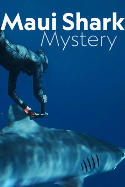 Maui Shark Mystery