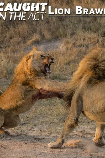 Lion Brawl